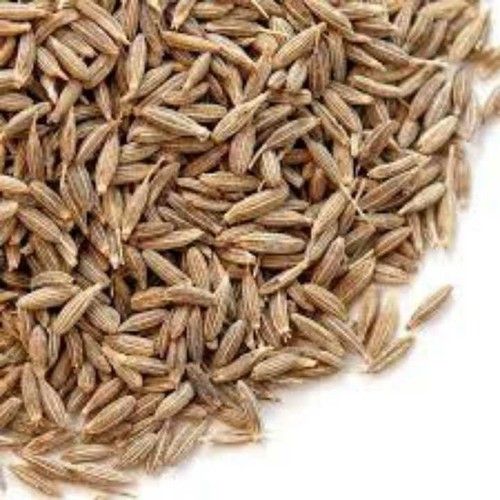 Organic Fresh Cumin Seeds