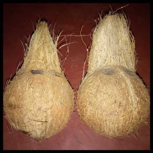 Farm Fresh Husked Coconuts