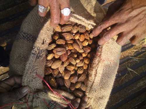 Harad (Haritaki) Terminalia Chebula