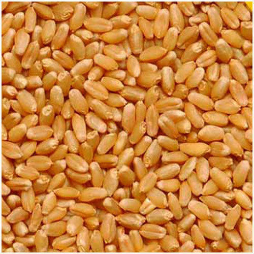 Indian Wheat Grain