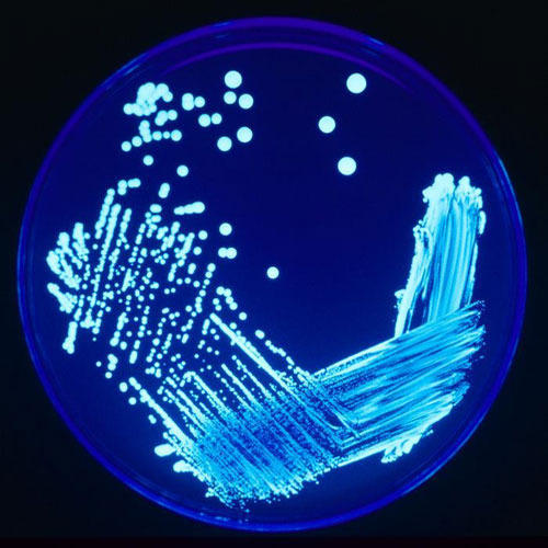 Microbiological Agar Plate