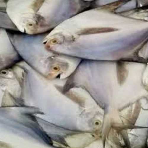 Bulk Fresh Sea Fish