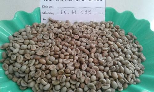 Robusta Green Raw Coffee Beans Robust