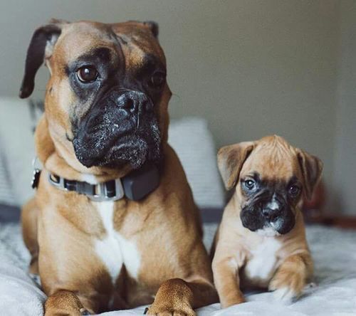 boxer dog puppy