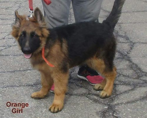 Cute German Shepherd Puppy at Best 