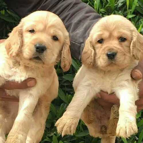 Cute Golden Retriever Puppies At Price Rs15000 Inr Piece In