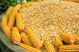 Impurity Free Maize (Corn)