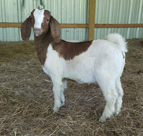 Pure Breed Boer Goats at Price 10000 INR/Piece in Lucknow | Saurabh Y ...