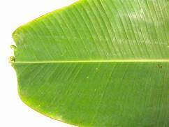 Banana Leafs for Food Serving
