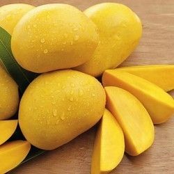 Fresh And Healthy Mango Hardness: Hard