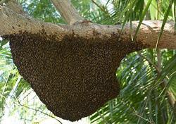 Fresh Natural Forest Honey