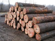 Pine Wood Logs 1000M3