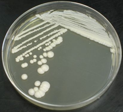 Quality Approved Agar Plate