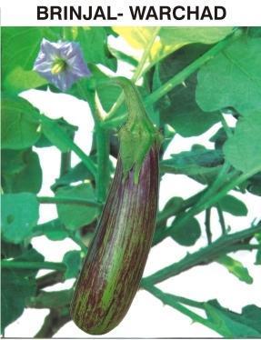 Highly Nutritious Fresh Brinjal