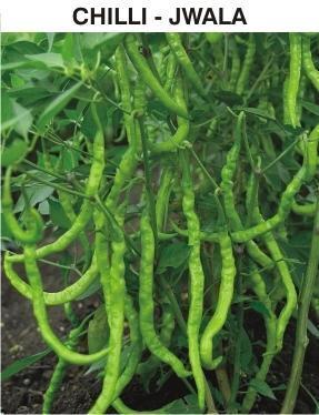 Optimum Grade Fresh Green Chilli