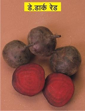 Premium Quality Fresh Beetroot