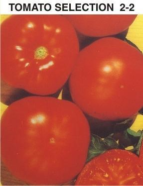 Top Grade Fresh Tomatoes