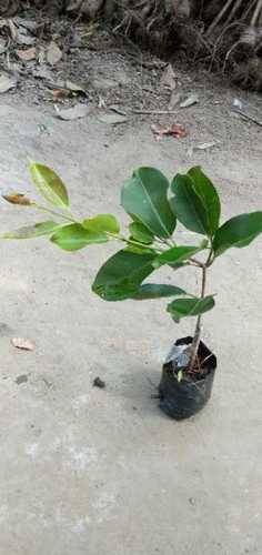 Hybrid Thai Jamun Plant