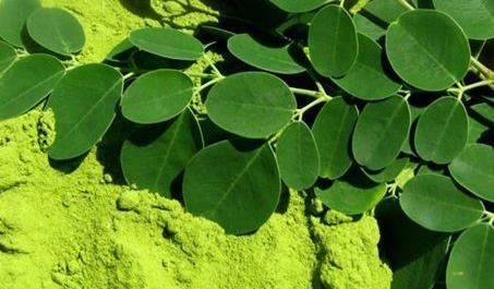 High Quality Moringa Herbal Leaves