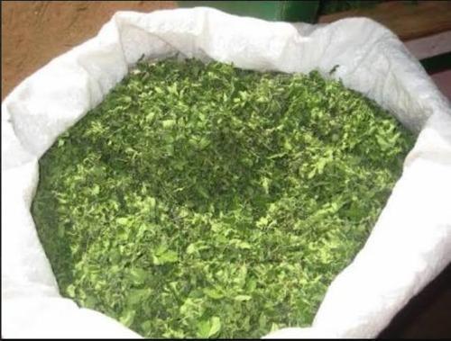 moringa leaf powder