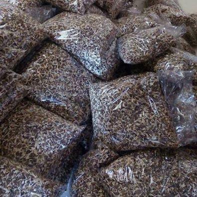 Optimum Quality Moringa Seeds (PKM1)
