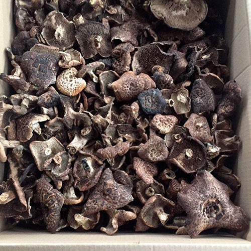 Brown Dried Sarcodon Imbricatus Mushrooms