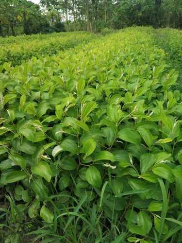 Hybrid Apple Ber Plants