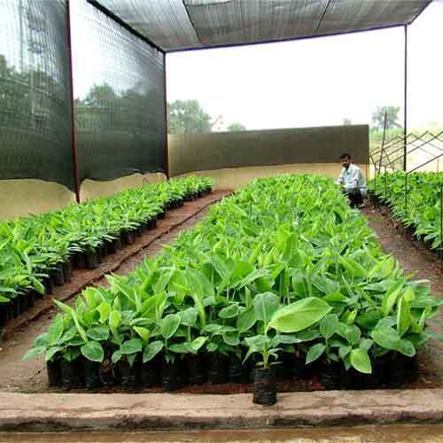 Banana Tissue Culture Plantation Service