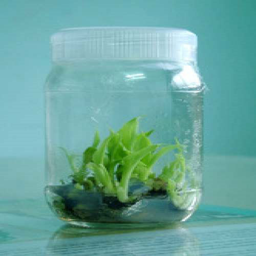 Natural Tissue Culture Plants