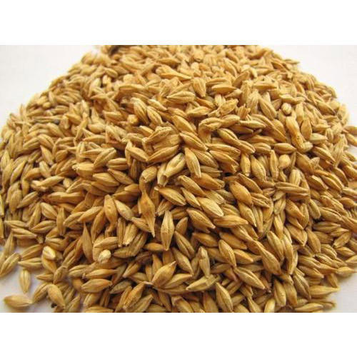 Textile Machinery Accessories Best Quality Natural Barley Grain