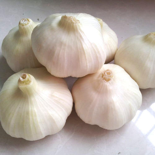 Fresh And Good Indian Garlic