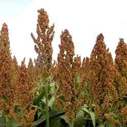 Sweet Sorghum