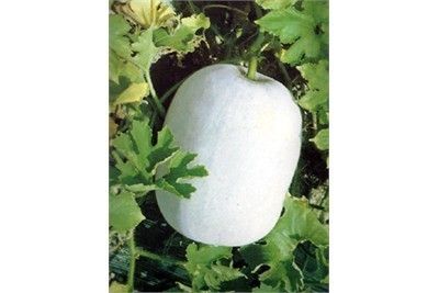 Fine Grade Ash Gourd Seeds