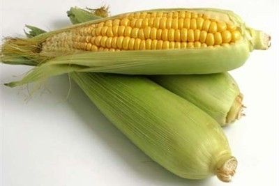 Good Quality Sweet Corn Seeds