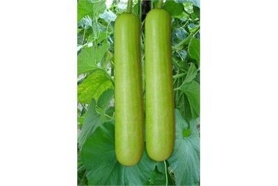 Natural Bottle Gourd Seed