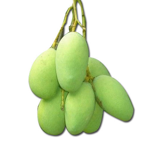 Best Quality Fresh Raw Mango