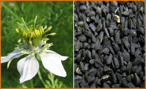 Black Nigella Sativa Seeds