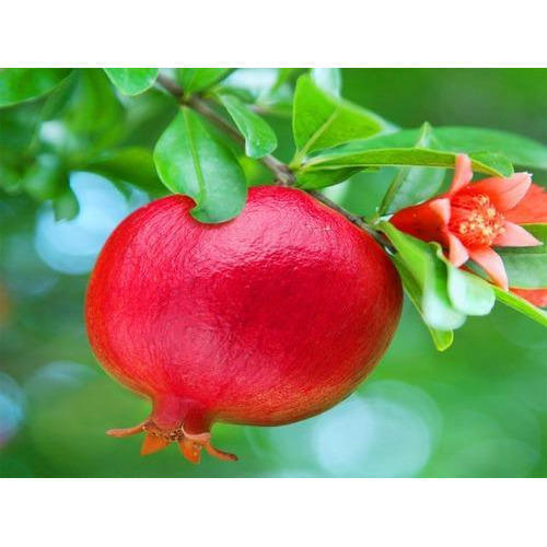 Enriched Aroma Fresh Pomegranate