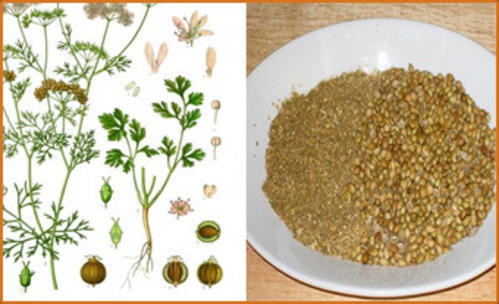 Organic Dried Coriander Seeds