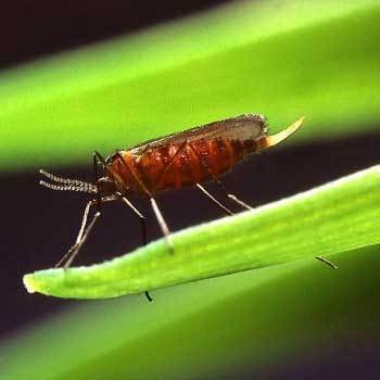 Vector Control (Larva Control) Service