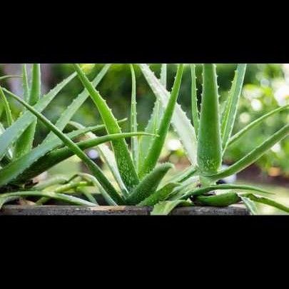 Herbal Product Aloe Vera Leaf Plant