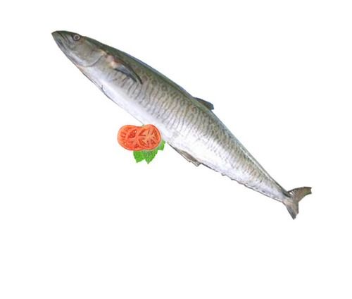 Large Seer Fish-King Fish (Neimeen-Aikoora) 500 Gram