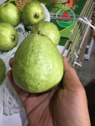 Natural And Fresh Guava