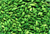 Brown Best Price Green Cardamom