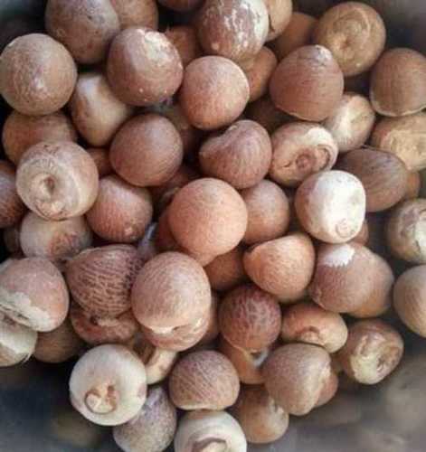 Export Quality Betel Nuts