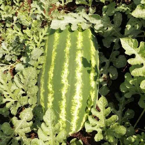 Farm Fresh Organic Watermelon