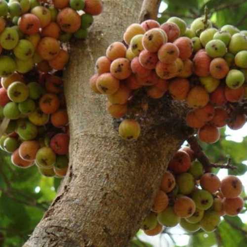 Pure Organic Dried Figs