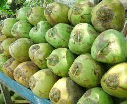 Fresh Green Tender Coconut