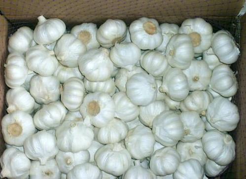 Chemical Free Fresh Garlic