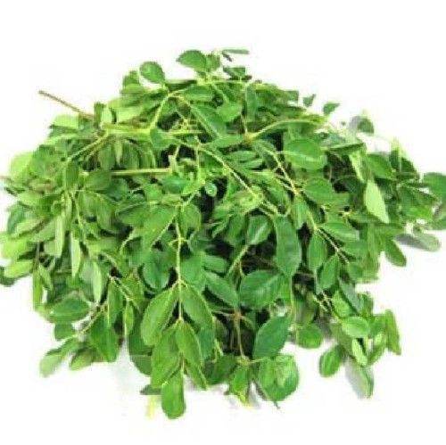 Herbal Product Moringa Dried Leaves